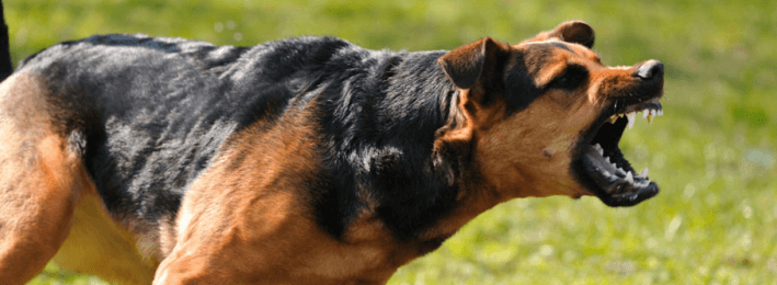Dog Bite Attorney Troy Michigan